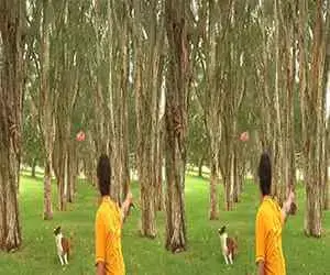 3D Video LG Sports Highlight
