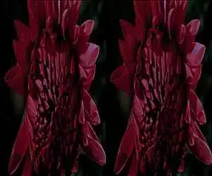 3D Video Panasonic Flowers