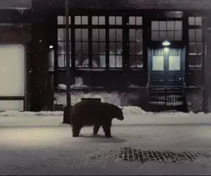 Distributor HD -Black Bear Pictures-
