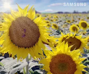 4K 60fps -Samsung Chasing- video sample